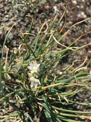 Allium haematochiton