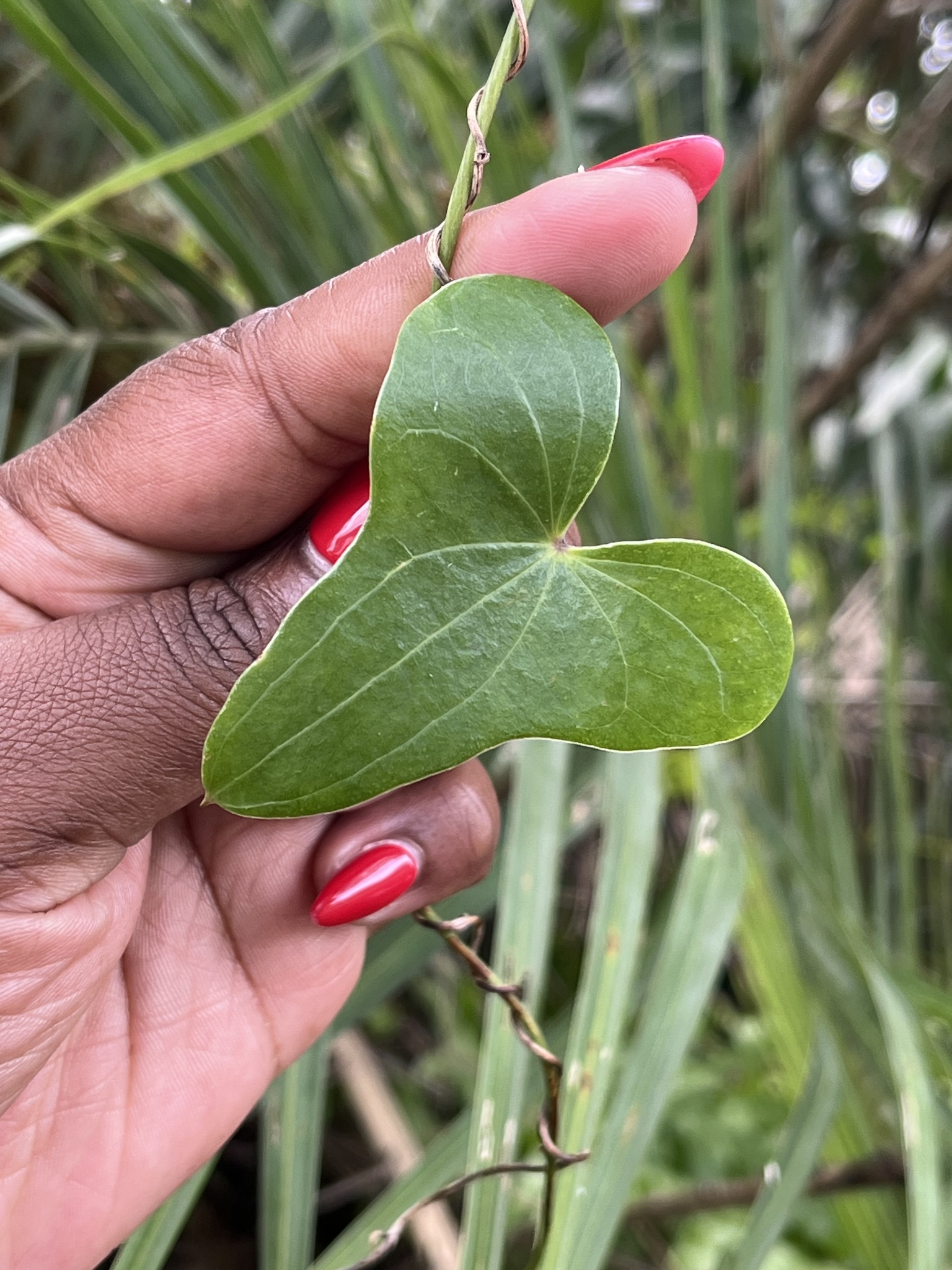 Imagem de Dioscorea sylvatica