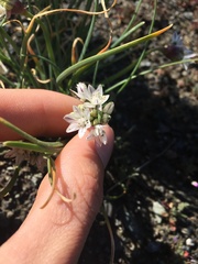 Allium haematochiton