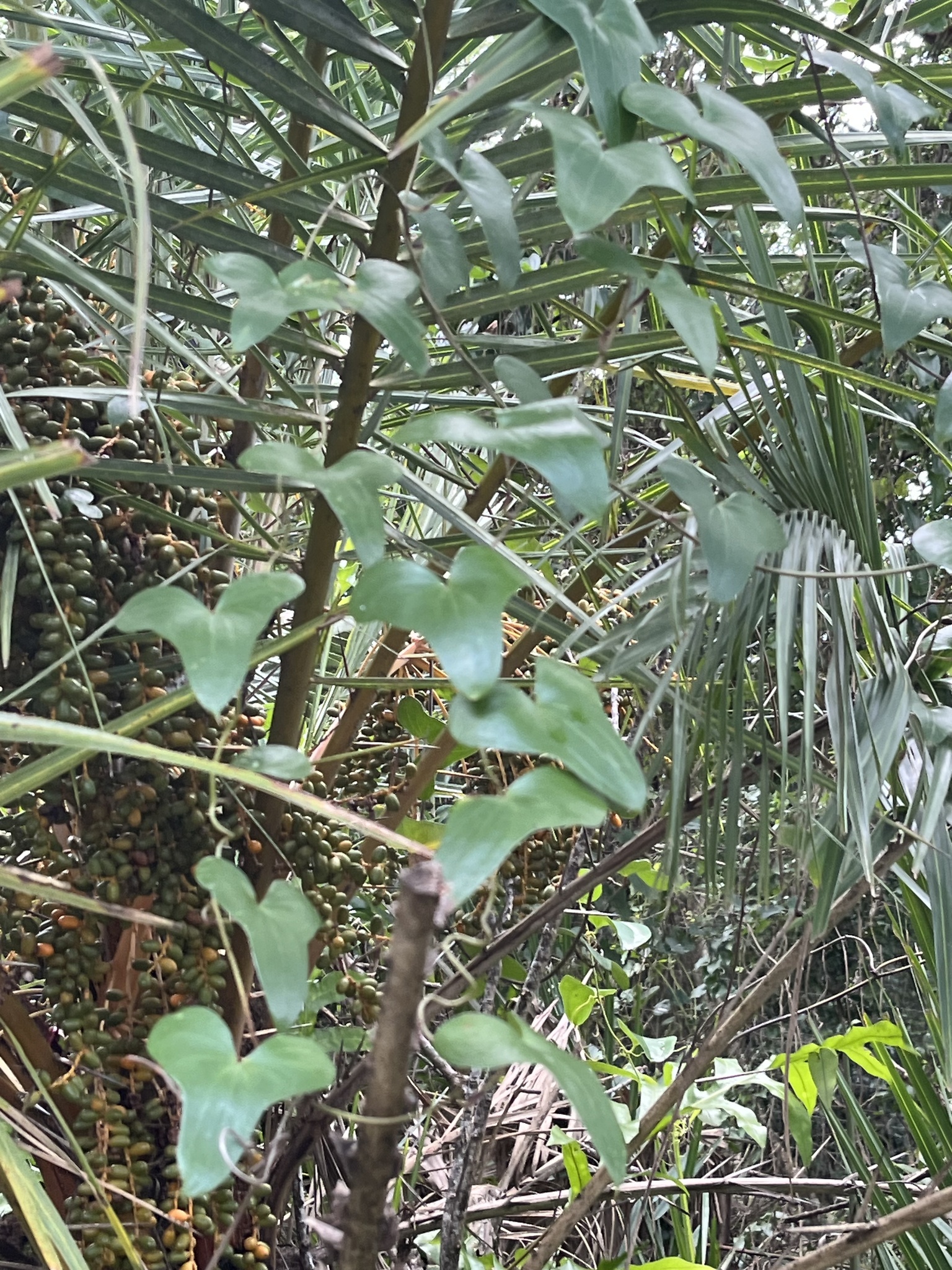 Imagem de Dioscorea sylvatica