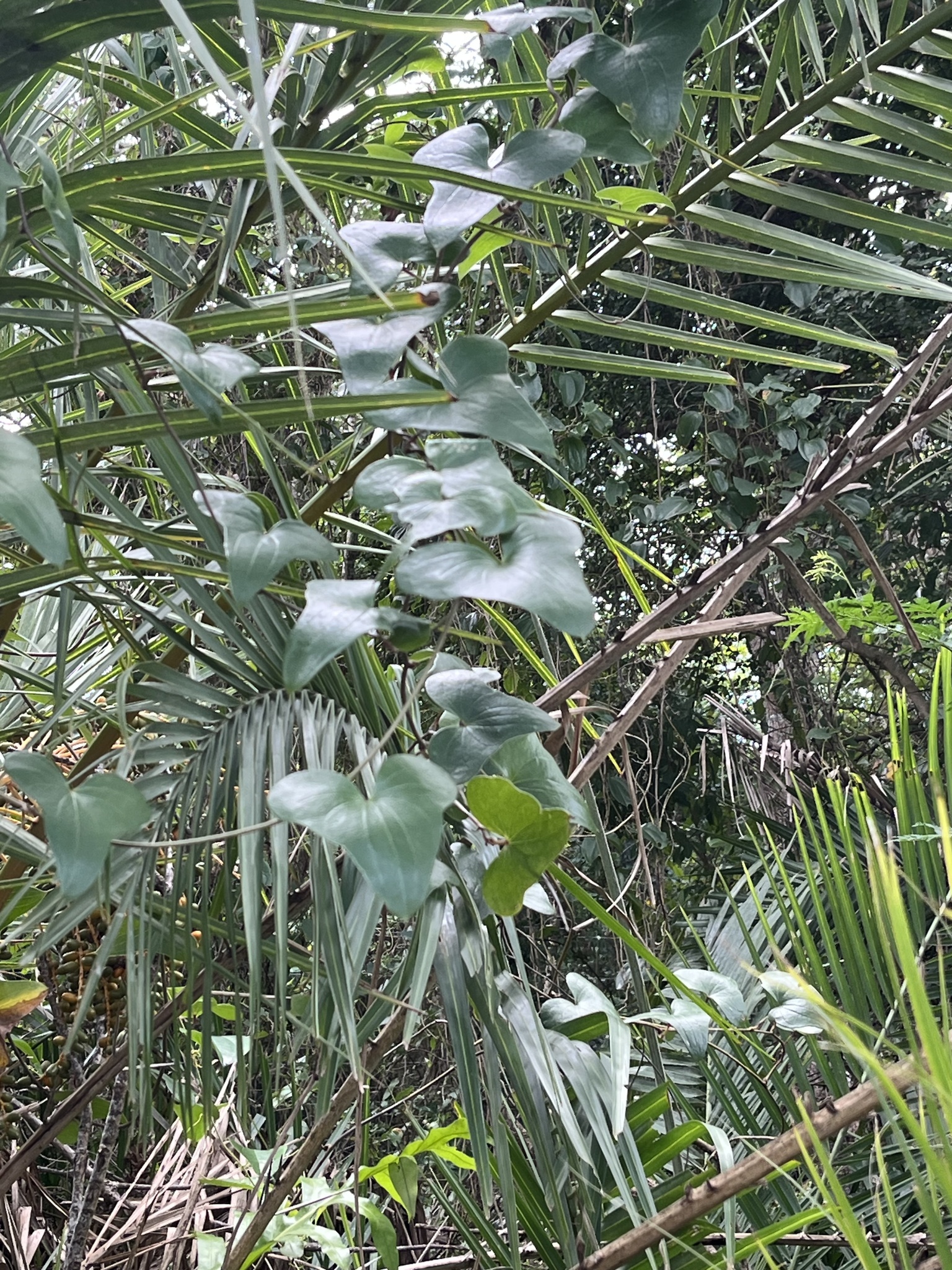 Imagem de Dioscorea sylvatica
