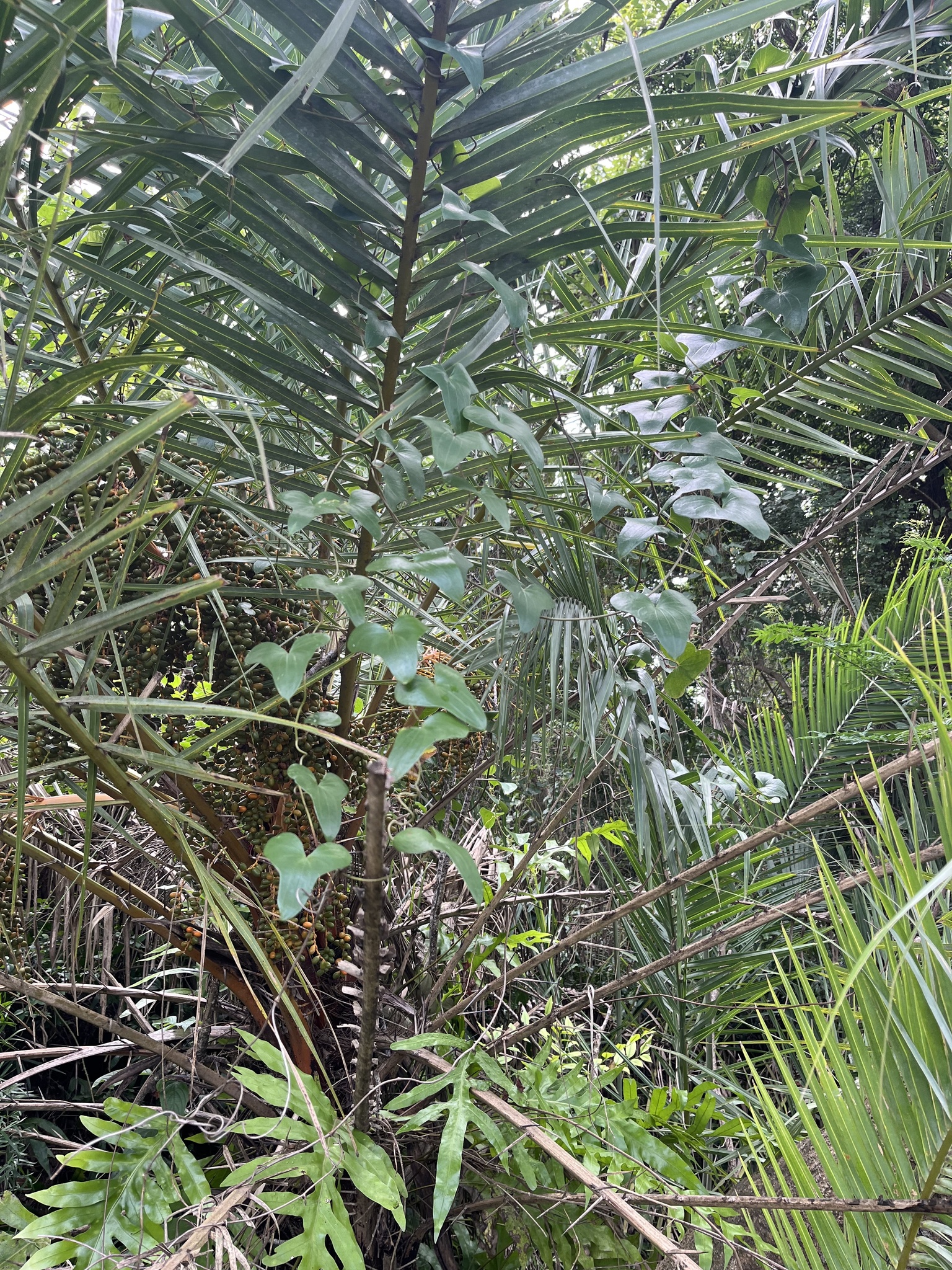 Imagem de Dioscorea sylvatica