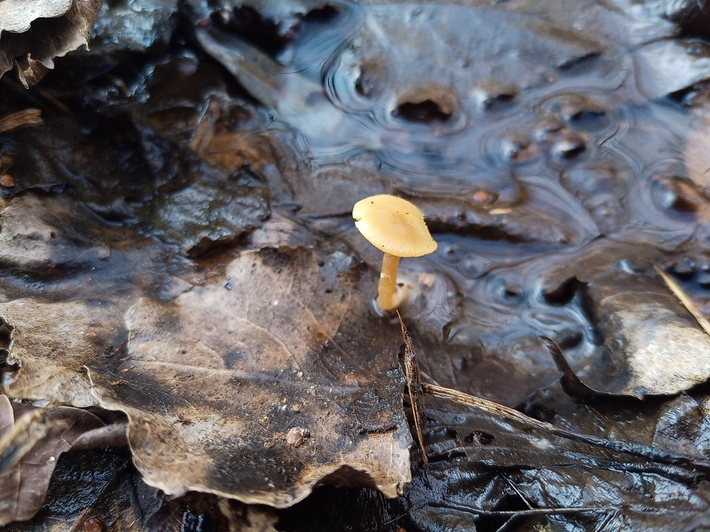 Meottomyces dissimulans · March 2026 · photo: © jolinarm (iNaturalist, cc-by)