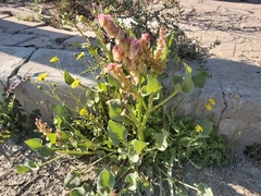 Rumex vesicarius