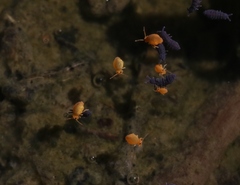 Sminthurinus henshawi