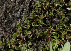 Crassula aquatica