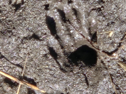Common Raccoon photographed in South Dakota