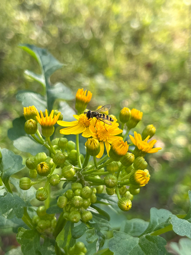 Unknown species found near Hidden Valley Rd, Fayetteville, GA, US