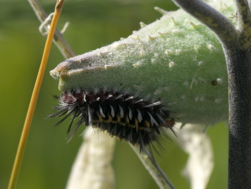 Pygoctenucha terminalis photo 5