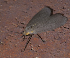 Pagara simplex