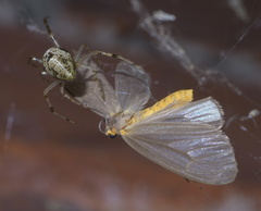 Pagara simplex
