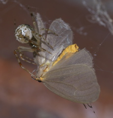 Pagara simplex