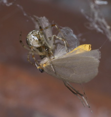 Pagara simplex