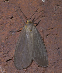 Pagara simplex