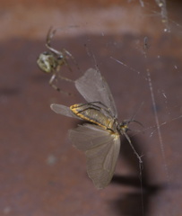 Pagara simplex