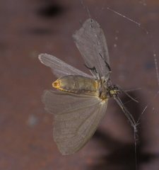Pagara simplex