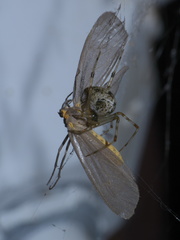 Pagara simplex