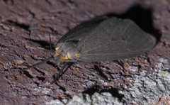 Pagara simplex