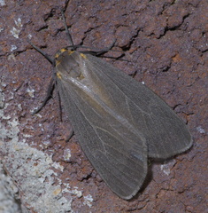 Pagara simplex