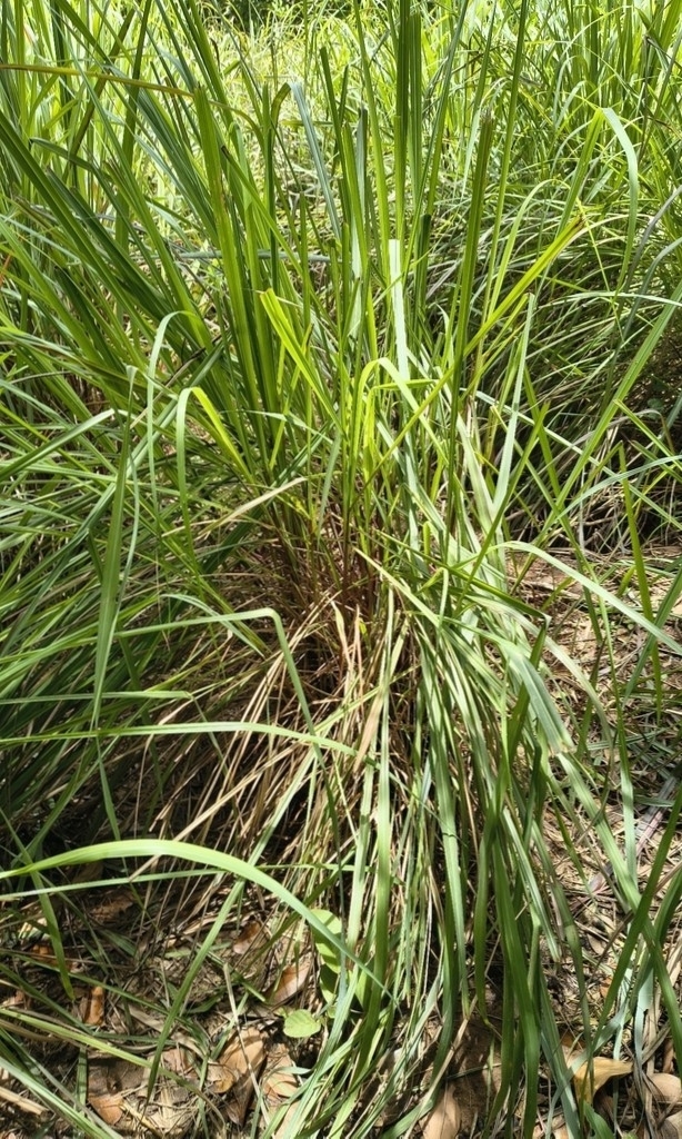 Lemon Grass (Cymbopogon citratus)