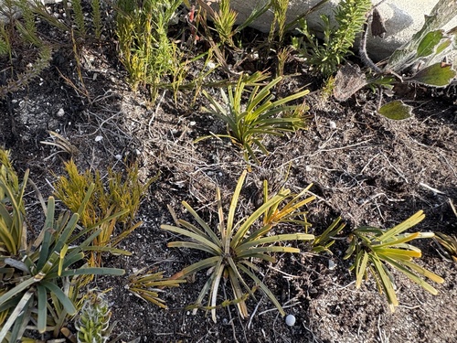 Coastal Clubrush (Ficinia praemorsa)