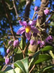 Solanum storkii