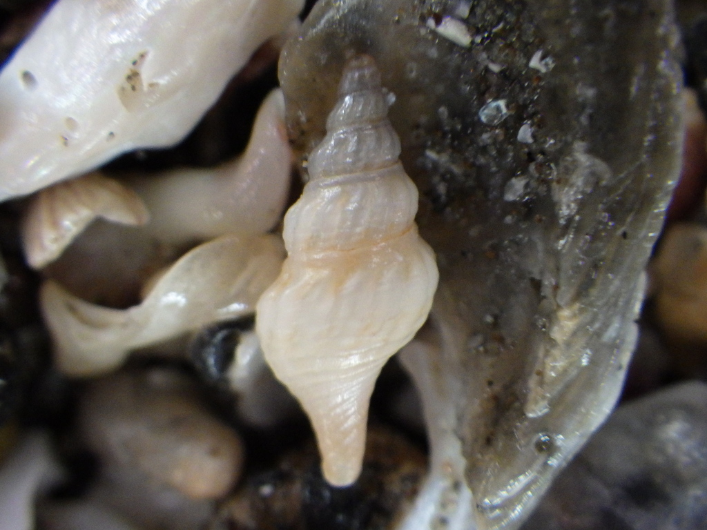Antimelatoma buchanani