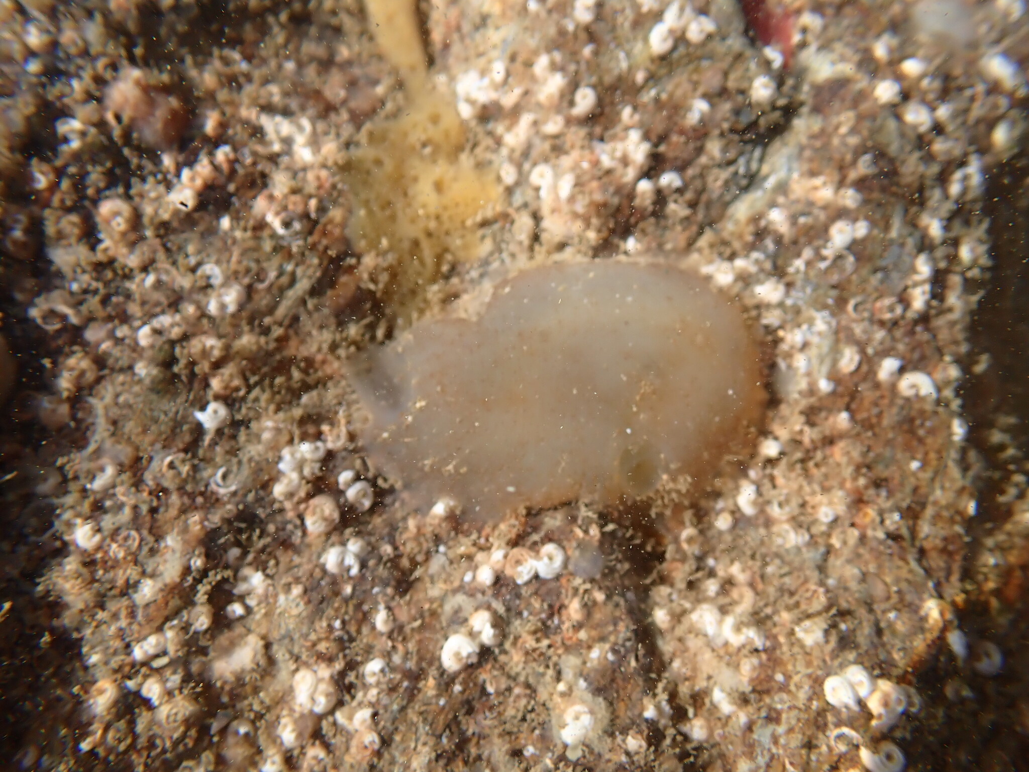 Ascidiella aspersa (Müller, 1776)