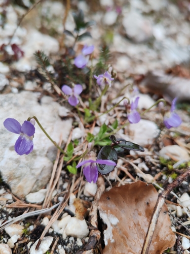 Pyrenean Violet (Viola pyrenaica)