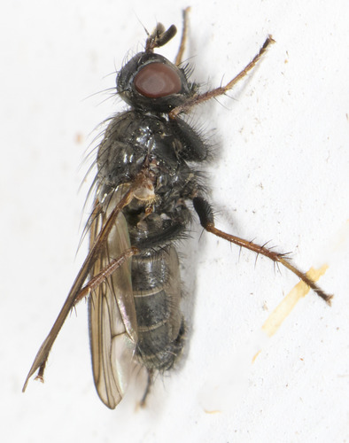 Unknown species found near College Hill, Cincinnati, OH, USA, front