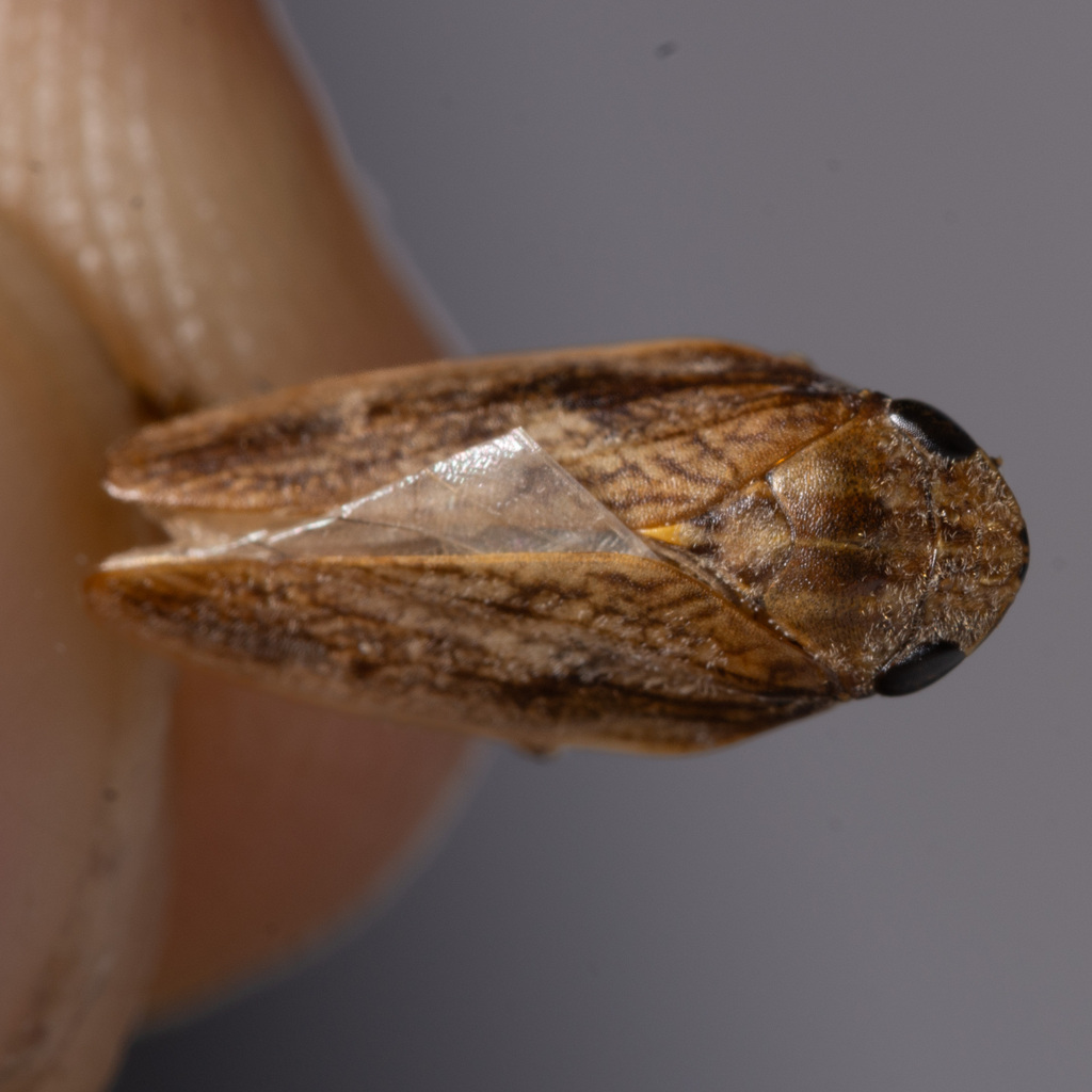 Poophilus costalis
