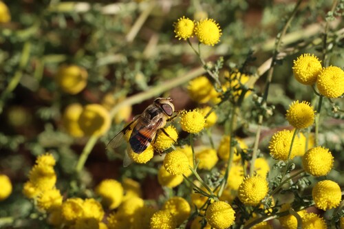 Unknown species found near Desert View Village, Phoenix, AZ, USA