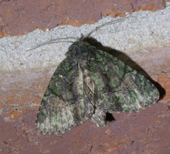 Phosphila miselioides