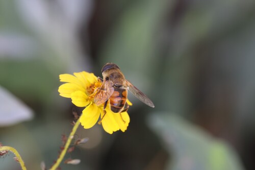 Unknown species found near Desert View Village, Phoenix, AZ, USA