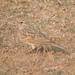 Hume's Lark - Photo (c) Subhajit Roy, some rights reserved (CC BY-NC-ND), uploaded by Subhajit Roy