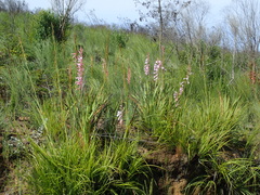 Watsonia knysnana