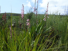 Watsonia knysnana