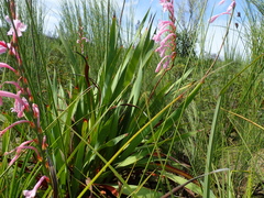 Watsonia knysnana