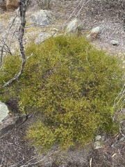 Dodonaea hexandra