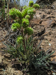 Phacelia imbricata imbricata