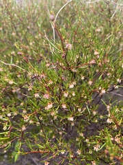 Dodonaea hexandra