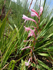 Watsonia knysnana