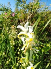 Iris orientalis