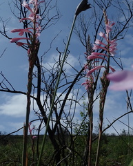 Watsonia knysnana