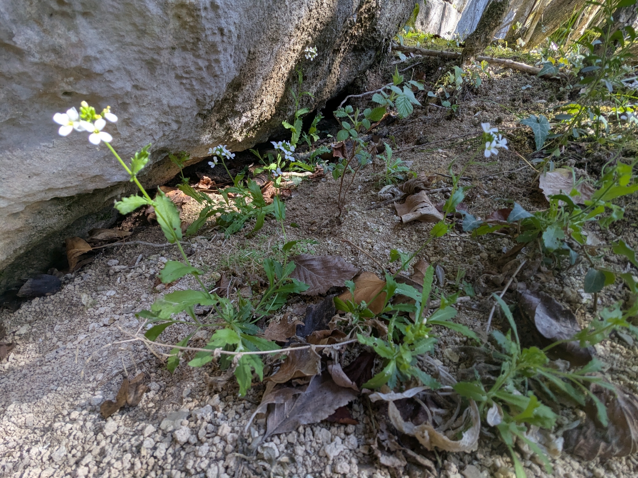 Alpine Rockcress (Arabis alpina)