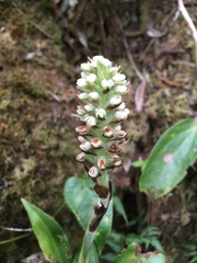 Gomphichis