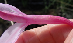 Watsonia knysnana