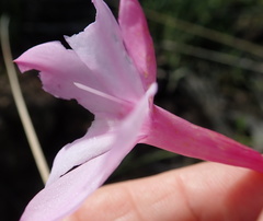 Watsonia knysnana
