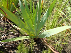 Watsonia knysnana