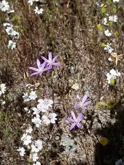 Brodiaea minor